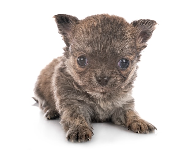 Chihuahua on white isolated