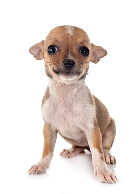 Chihuahua on white wall