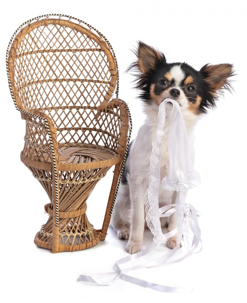 Chihuahua next to a wicker chair