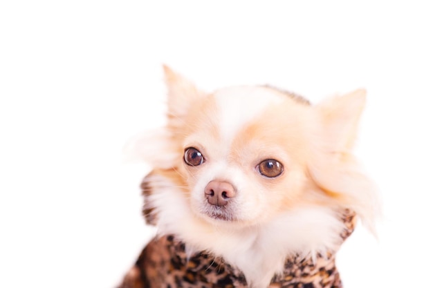 Chihuahua wit met rood in kleding met luipaardprint Portret van een hond van een klein ras Dierlijk huisdier