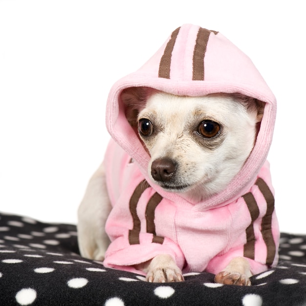 Photo chihuahua with 1 year. dog portrait isolated