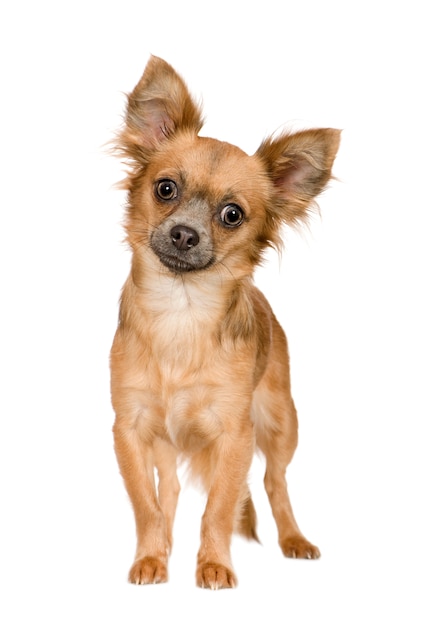 Chihuahua with 18 months. Dog portrait isolated