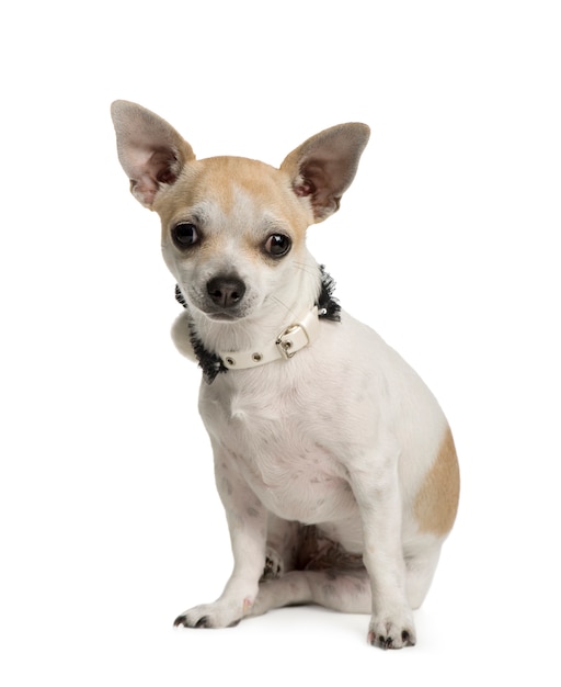 Chihuahua with 6 months. Dog portrait isolated