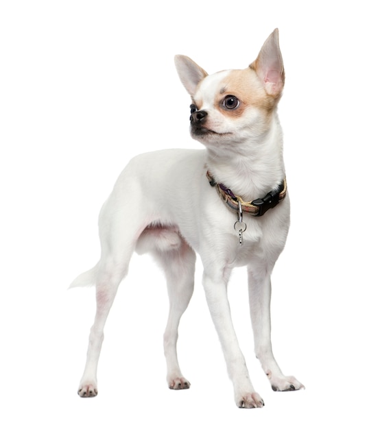 Chihuahua with 6 months. Dog portrait isolated