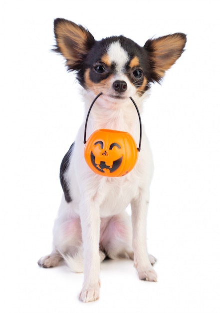 Chihuahua with a halloween lantern 