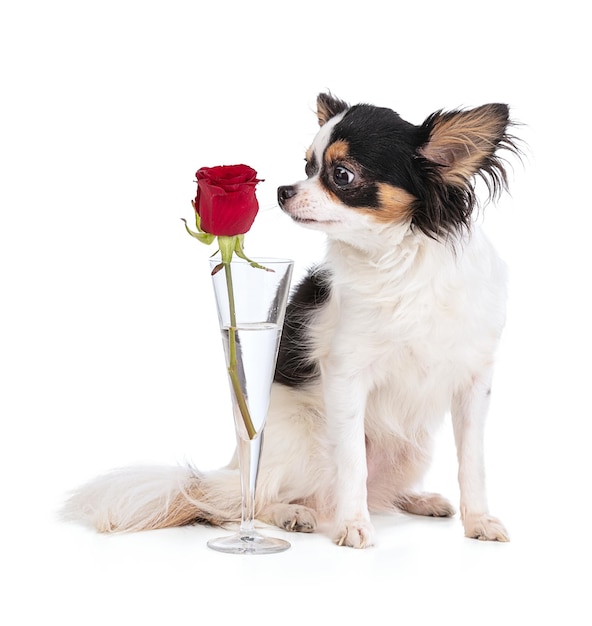 Chihuahua with a rose to celebrate love on a white background