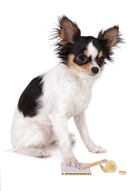 Chihuahua with school material on white wall