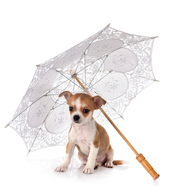 Chihuahua with an umbrella