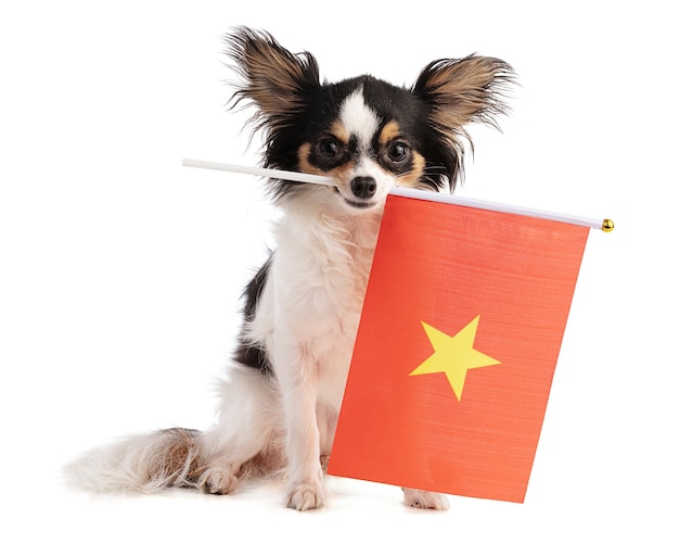 Chihuahua with a Vietnamese flag