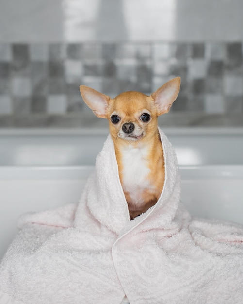 A chihuahua wrapped in a towel sits in a bathtub.