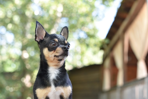 Chihuahua zit op de bank. Vrij bruine chihuahuahond