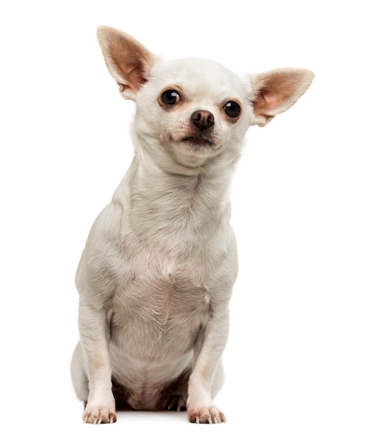 Chihuahua zitten op zoek nieuwsgierig geïsoleerd op wit