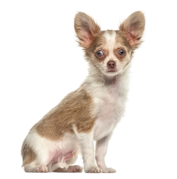 Chihuahua zittend, geïsoleerd op wit