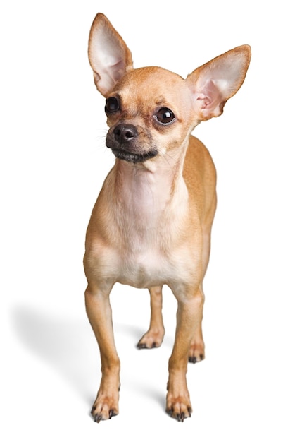 Chihuahua