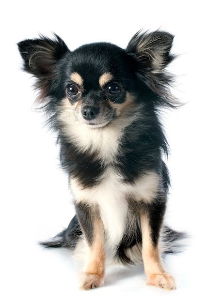 chihuahua