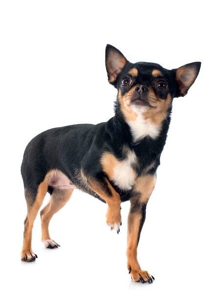 chihuahua