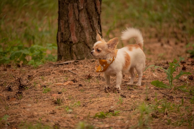 Chihuahuahond in het bos. Mini rasechte hond voor een wandeling. Dier, huisdier.
