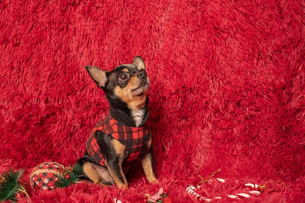 Chihuahuahond in kleren thuis. Rashond op een rode plaid met nieuwjaarsspeelgoed.