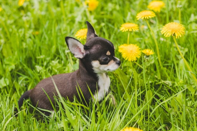 Chihuahuahond in paardebloemen.