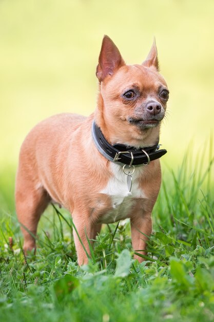 Chihuahuahond op het gras