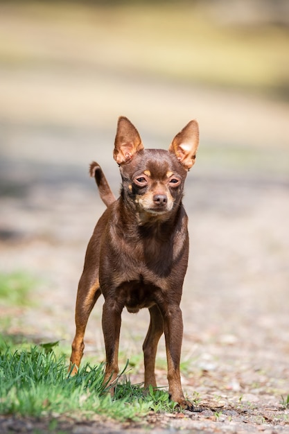 Chihuahuahond op het gras