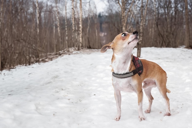 Chihuahuahond voor een witte achtergrond