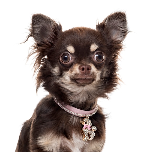 chihuahuain front of white wall