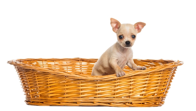 Chihuahuapuppy in grote rieten mand die op wit wordt geïsoleerd