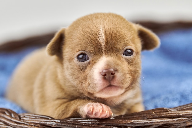 Chihuahuapuppy in mand. Klein schattig wit bruin hondenras