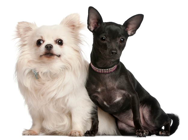 Chihuahuas, 8  years old and 7 months old, sitting