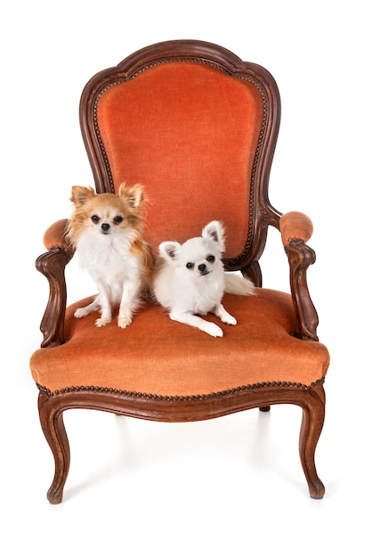 chihuahuas on armchair