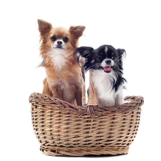 Chihuahuas in basket