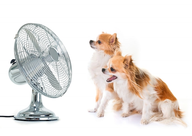 chihuahuas en fan