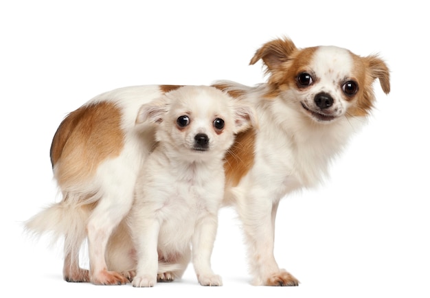 Chihuahuas en puppy, glimlachend tegen witte achtergrond