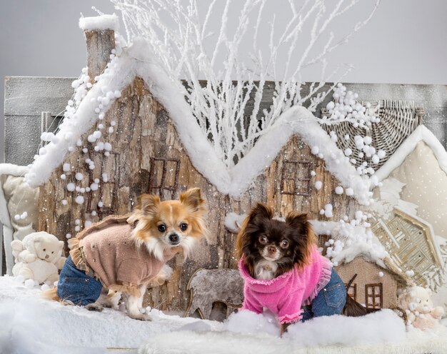 Chihuahuas in front of a Christmas scenery