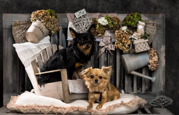 Photo chihuahuas in front of a rustic wall