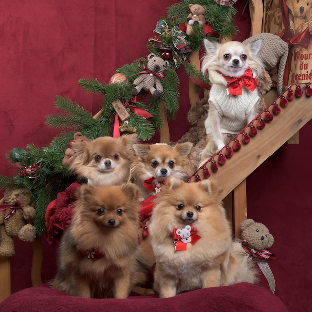 Chihuahuas and german spitz, in christmas decorations