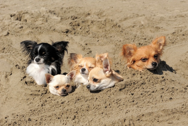 Chihuahuas in het zand