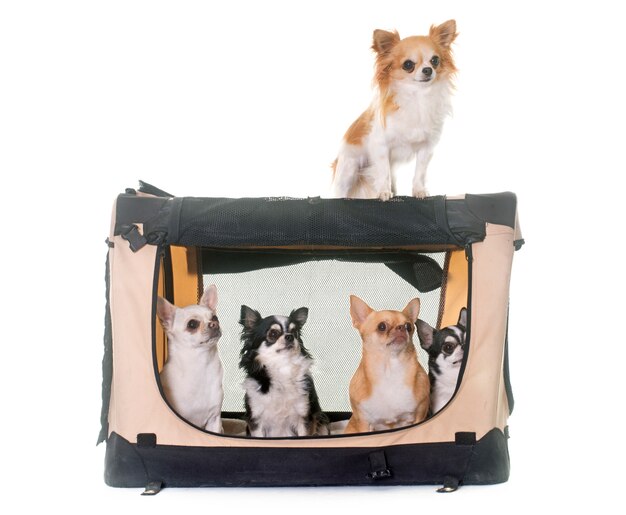 Chihuahuas in transportkennel