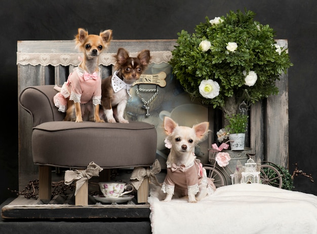 Chihuahuas poseren in de woonkamer