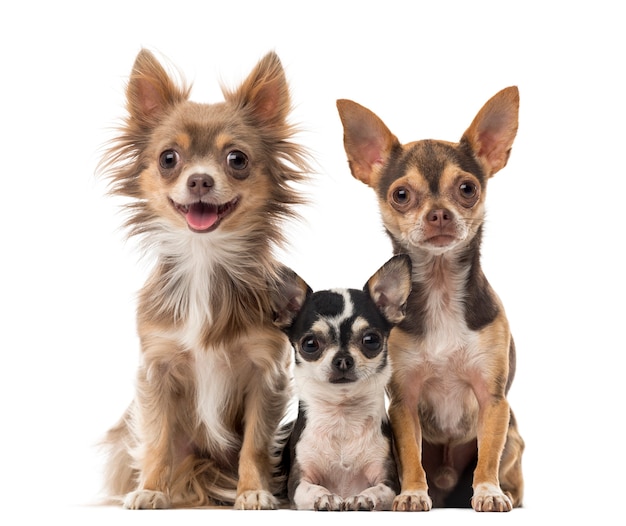 Chihuahuas sitting in front of a white wall