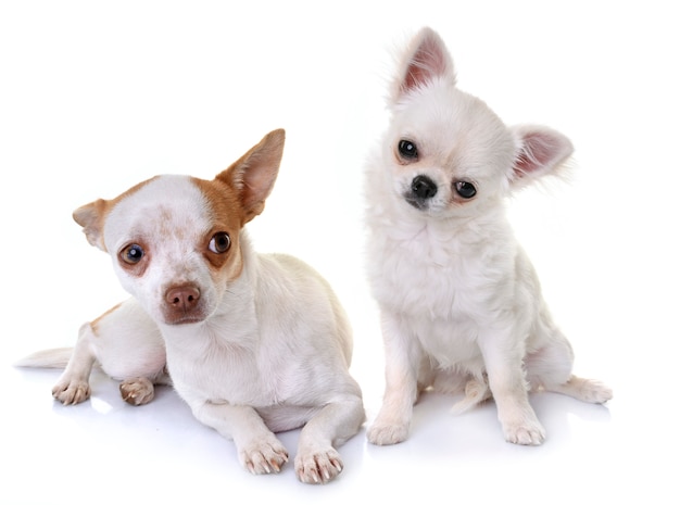 chihuahuas in studio