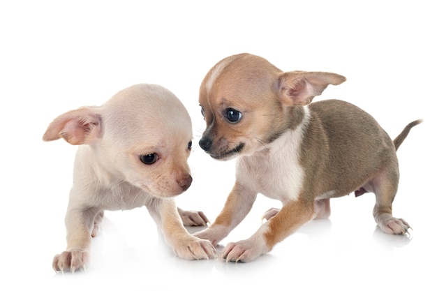 Chihuahuas in studio