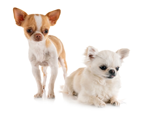 chihuahuas in studio