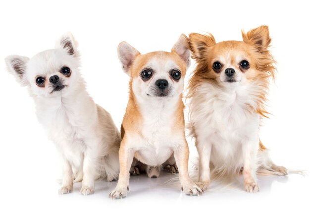 chihuahuas in studio