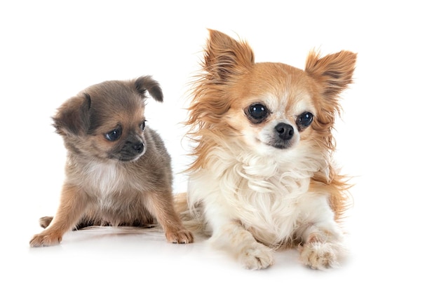 Chihuahuas in studio