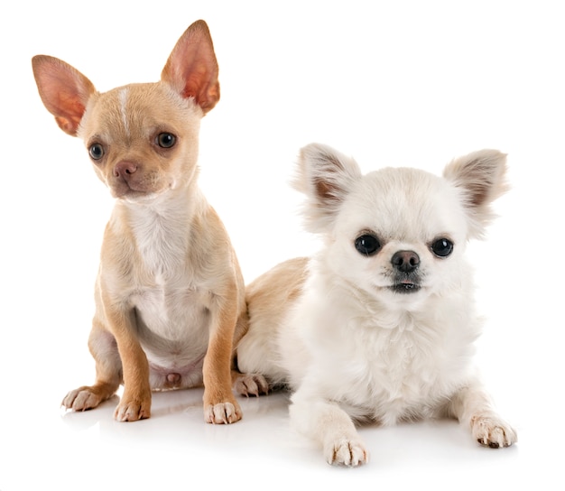 chihuahuas in studio