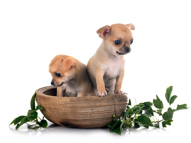 Photo chihuahuas in studio