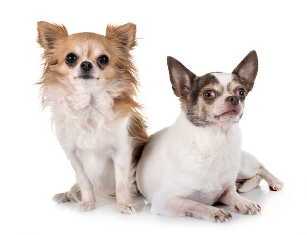 chihuahuas in studio