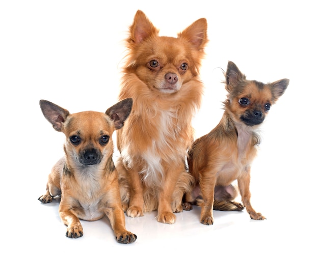 chihuahuas in studio